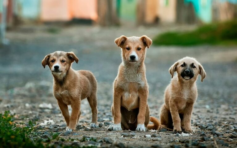 Providing a Safe Haven: The Importance of Street Dog Shelters in Ensuring Canine Welfare